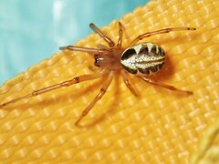 Phonognatha graeffei