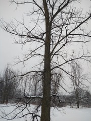 Ulmus thomasii