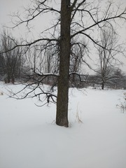 Ulmus thomasii