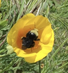 Bombus vosnesenskii