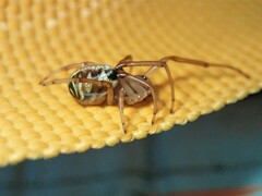 Phonognatha graeffei