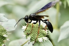 Isodontia auripes
