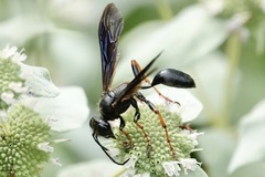 Isodontia auripes