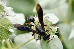 Isodontia auripes