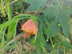 Callianthe picta image