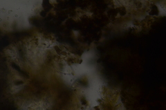 Abrothallus prodiens