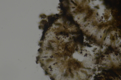 Abrothallus prodiens