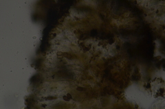 Abrothallus prodiens