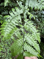 Diplazium doederleinii