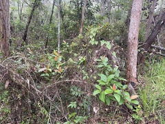 Ficus congesta