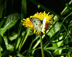 Pieris rapae rapae