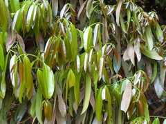 Sageraea laurina