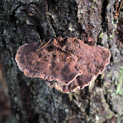 Phaeolus schweinitzii