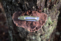 Phaeolus schweinitzii