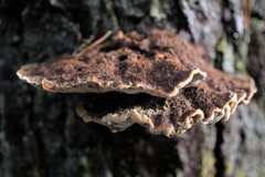 Phaeolus schweinitzii