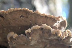 Phaeolus schweinitzii