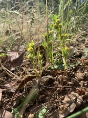 Triptilodiscus pygmaeus