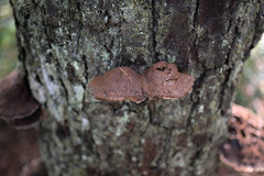 Phaeolus schweinitzii