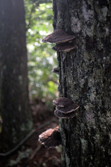 Phaeolus schweinitzii