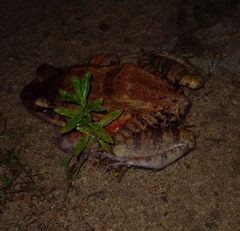 Leptodactylus pentadactylus