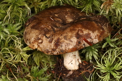 Russula dissimulans
