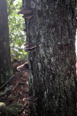 Phaeolus schweinitzii