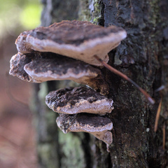 Phaeolus schweinitzii