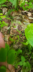Thalictrum clavatum