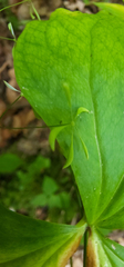 Thalictrum clavatum