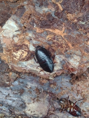 Eurycotis floridana