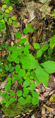 Thalictrum clavatum
