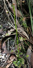 Drosera auriculata