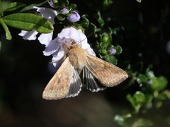 Helicoverpa punctigera