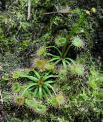 Drosera auriculata