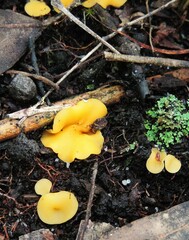 Phaeohelotium baileyanum