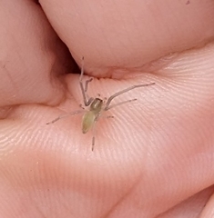 Cheiracanthium gracile