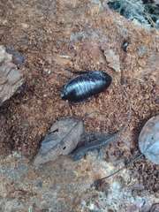 Eurycotis floridana