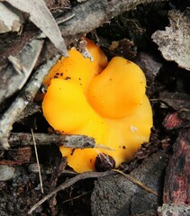 Phaeohelotium baileyanum