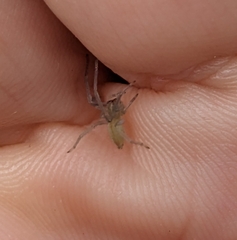 Cheiracanthium gracile