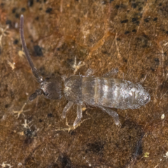 Tomocerus minor