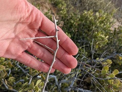 Maytenus phyllanthoides