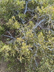 Maytenus phyllanthoides