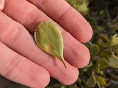 Maytenus phyllanthoides