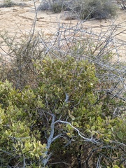 Maytenus phyllanthoides