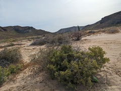 Maytenus phyllanthoides