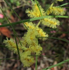 Acacia mucronata