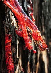 Eucalyptus obliqua