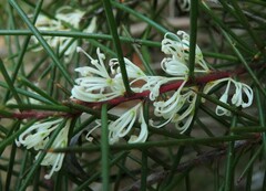 Hakea decurrens