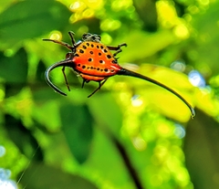 Macracantha arcuata