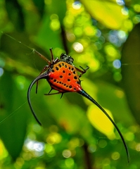 Macracantha arcuata